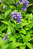 NEPETA SUBSESSILIS BLUE DREAMS