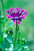 OSTEOSPERMUM ASTRA PURPLE SPOON