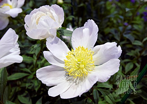 PAEONIA_LOTUS_QUEEN_CHINESE_PEONY