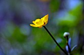 RANUNCULUS REPENS, CREEPING BUTTERCUP