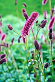 SANGUISORBA MENZIESII, BURNET