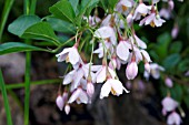 STYRAX JAPONICUS PINK CHIMES