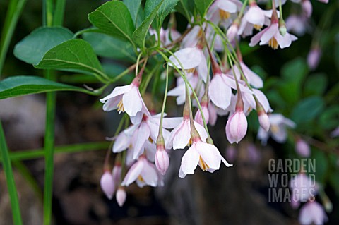 STYRAX_JAPONICUS_PINK_CHIMES