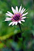 TRAGOPOGON SINATUS