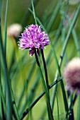 ALLIUM SCHOENOPRASUM, CHIVES