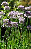 ALLIUM SENESCENS