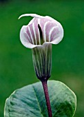 ARISAEMA CANDIDISSIMUM