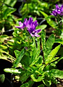 CAMPANULA GLOMETIATA ACAULIS