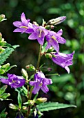 CAMPANULA TRACHELIUM