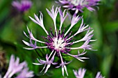 CENTAUREA MONTANA CARNEA