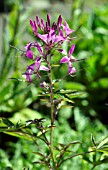 CLEOME SENORITA ROSALITA