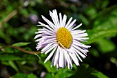 ERIGERON SPECIOSUS QUAKERESS