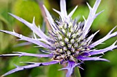 ERYNGIUM BOURGATII OXFORD BLUE