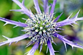 ERYNGIUM BOURGATII OXFORD BLUE