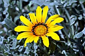 GAZANIA FILIGREE, TREASURE FLOWER