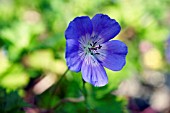 GERANIUM ROZANNE, CRANESBILL