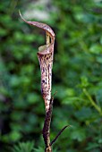 ARISAEMA NEPENTHOIDES