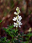 LUPINUS NOOTKATENSIS, ALASKA LUPIN