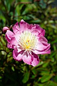 PAEONIA LACTIFLORA BOWL OF BEAUTY