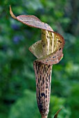 ARISAEMA NEPENTHOIDES