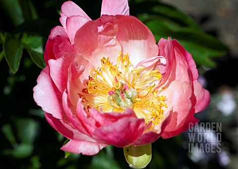 PAEONIA_CORAL_SUNSET