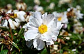 PAEONIA LACTIFLORA CRINKLED LINENS