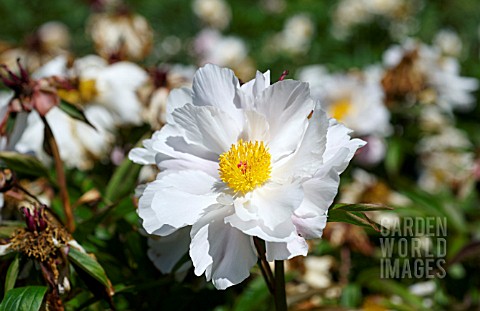 PAEONIA_LACTIFLORA_CRINKLED_LINENS