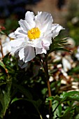 PAEONIA LACTIFLORA CRINKLED LINENS