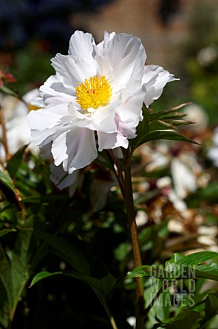 PAEONIA_LACTIFLORA_CRINKLED_LINENS