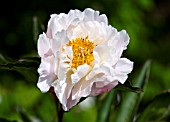 PAEONIA LACTIFLORA CATHERINE FONTIJIN