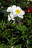 PAEONIA LACTIFLORA MISS AMERICA