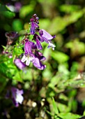 PENSTEMON SMALLII