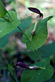 ARISTOLOCHIA ROTUNDA (DUTCHMANS PIPE,  SMEARWORT)