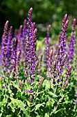 SALVIA NEMOROSA OSTFRIESLAND,