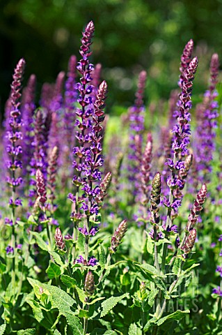 SALVIA_NEMOROSA_OSTFRIESLAND