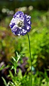 SCABIOSA CAUCASICA CLIVEGREAVES,