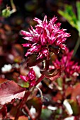 SEDUM SPURIUM FULDAGLUT