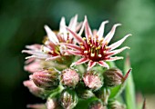 SEMPERVIVUM NOIR, HOUSELEEK