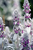 STACHYS BYZANTINA STRIPED PHANTOM