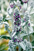 STACHYS BYZANTINA STRIPED PHANTOM