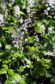 TIARELLA IRON BUTTERFLY