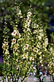 VERBASCUM COTSWOLD QUEEN