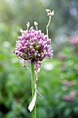 ALLIUM VINEALE, WILD ONION BULB