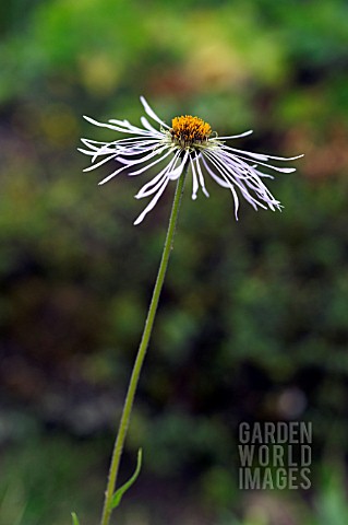 ASTER_DIPLOSTEPHIOIDES_CREEPING_ASTER