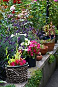 BEGONIA IN CONTAINERS