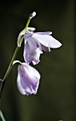 BLETILLA STRIATA, HYACINTH ORCHID