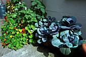 CABBAGES AND TROPAEOLUM MAJUS