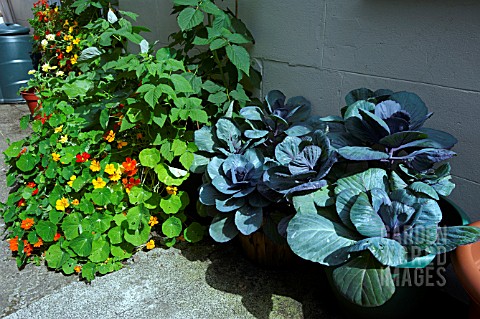 CABBAGES_AND_TROPAEOLUM_MAJUS