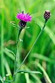 CENTAUREA NIGRA, COMMON KNAPWEED