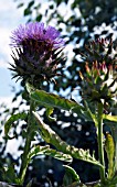 CYNARA CARDUNCULUS, CARDOON